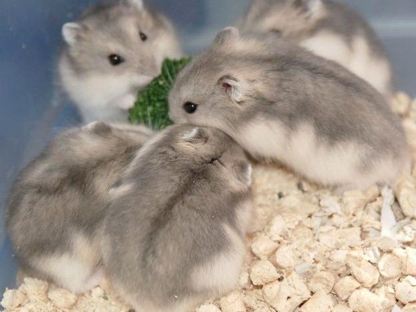 Породы хомяков | ЗооТом - продажа, вязка и услуги для животных в Калязине