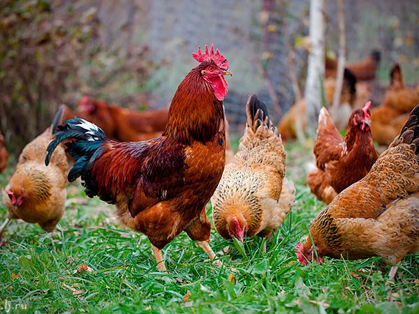 Породы куриц | ЗооТом - продажа, вязка и услуги для животных в Калязине