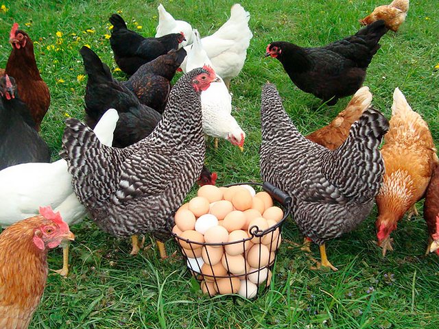 Содержание кур и уход за ними | ЗооТом - продажа, вязка и услуги для животных в Калязине