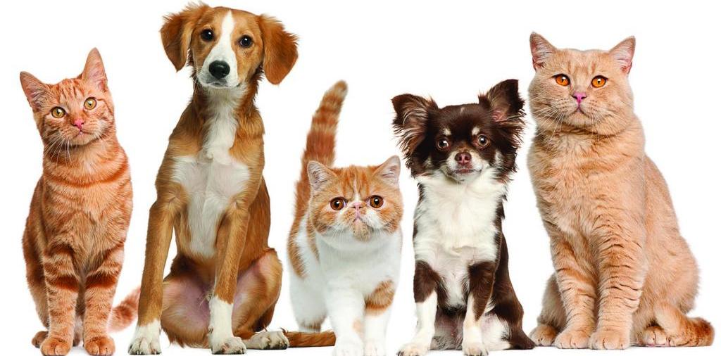 Доска объявлений о животных | ЗооТом - продажа, вязка и услуги для животных в Калязине