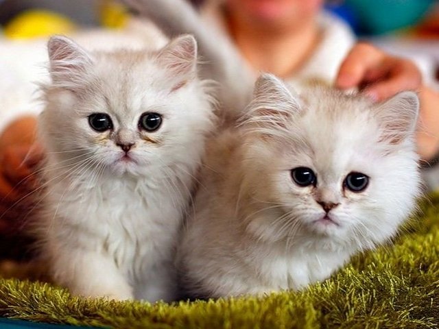 Породы кошек в Калязине | ЗооТом портал о животных