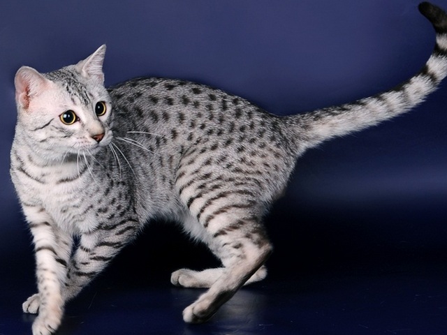Породы кошек в Калязине | ЗооТом портал о животных