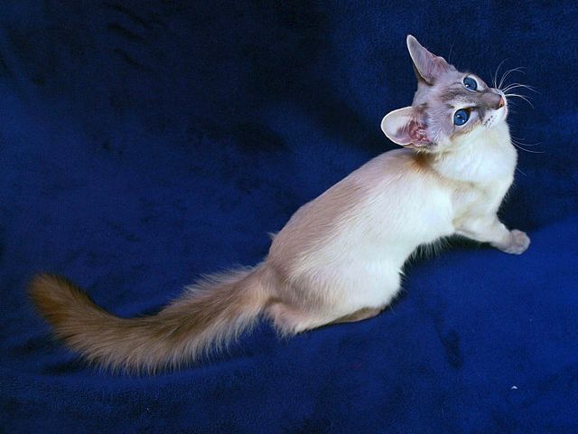 Выведенные породы кошек в Калязине | ЗооТом портал о животных