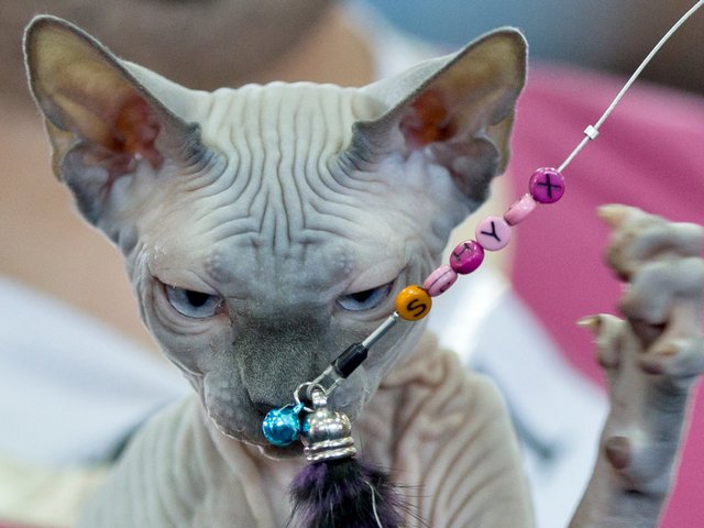 Выставки кошек в Калязине | ЗооТом портал о животных