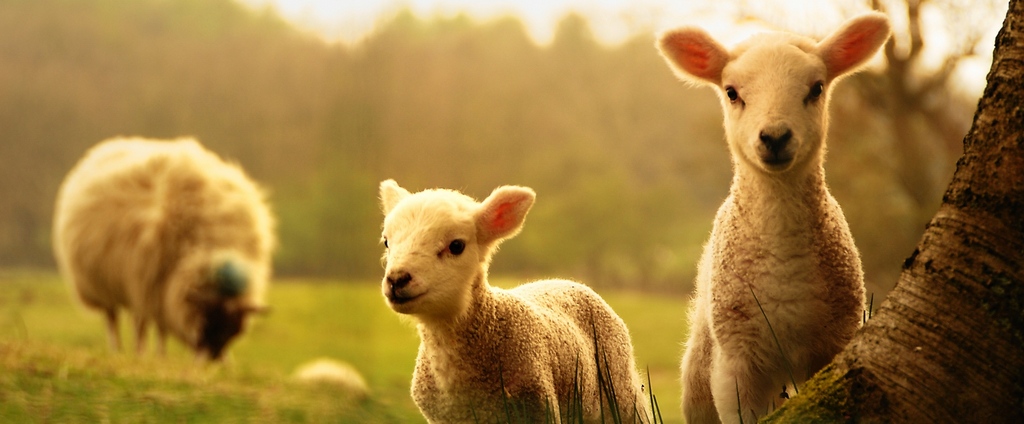 Объявления о сельскохозяйственных животных | ЗооТом - продажа, вязка и услуги для животных в Калязине