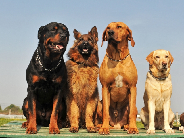 Крупные породы собак в Калязине | ЗооТом портал о животных