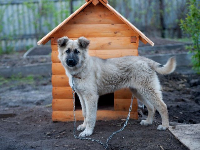 Все о собаках в Калязине